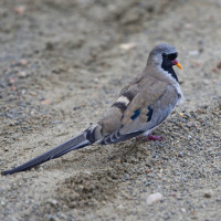 Namaqua Dove